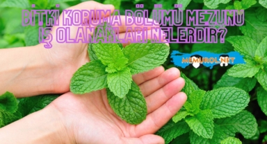 Bitki Koruma Bölümü Mezunu İş Olanakları Nelerdir?